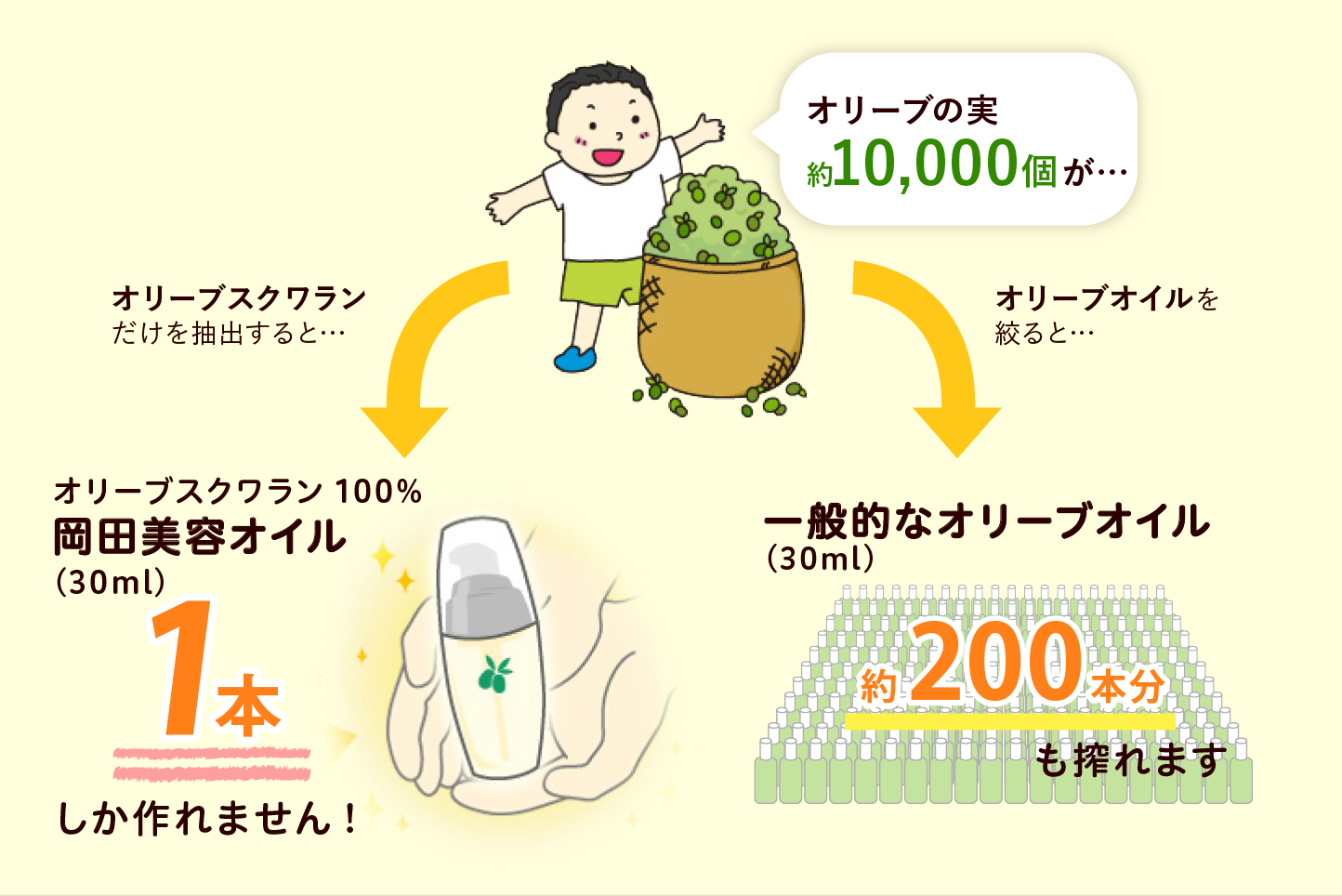 オリーブの実約10,000個が…